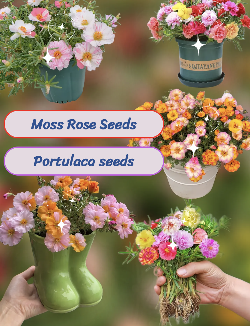 🌹 Насіння міні троянди (карликові троянди для дому та саду)