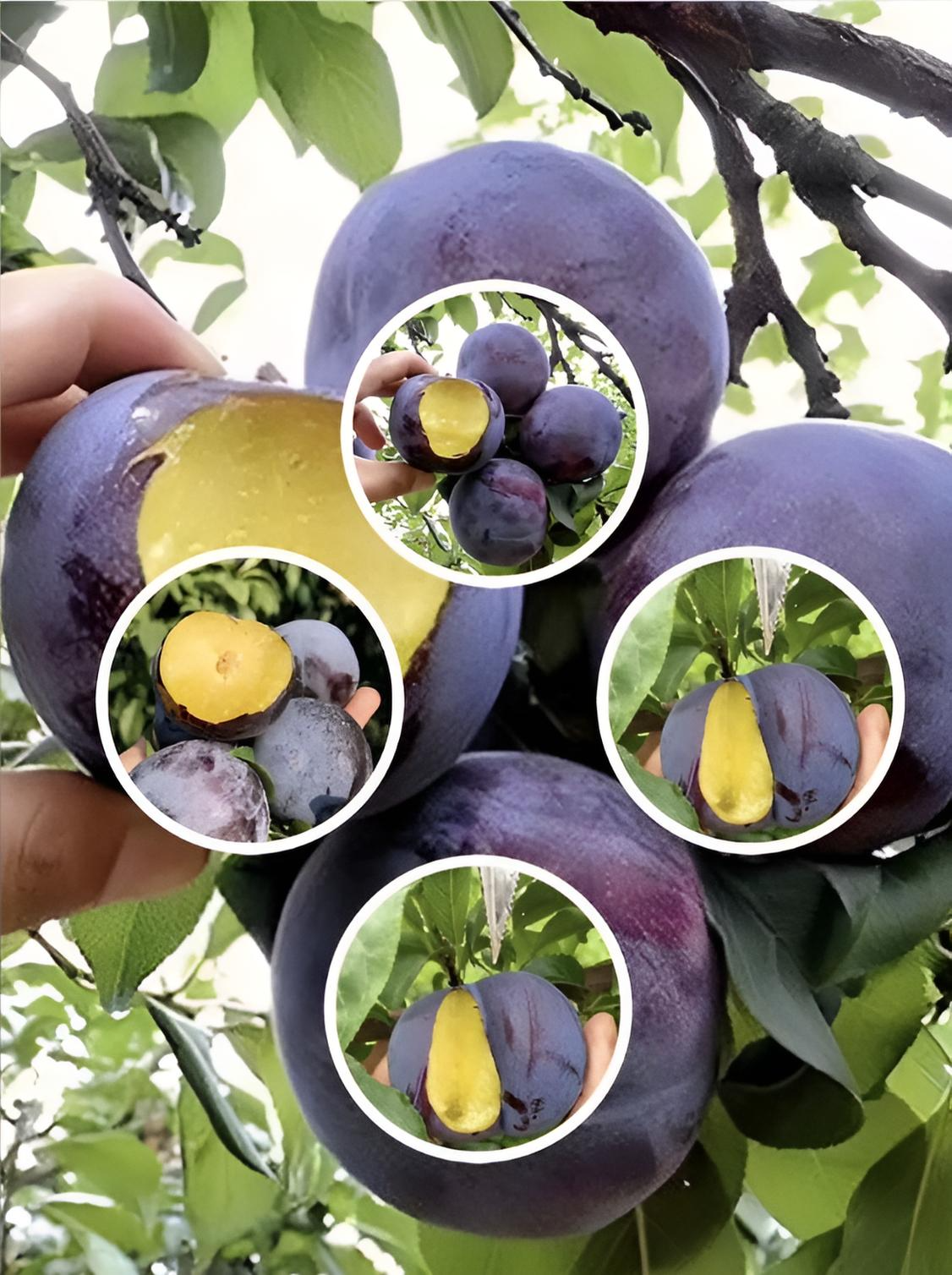 Саджанець Австрійської Медової Сливи