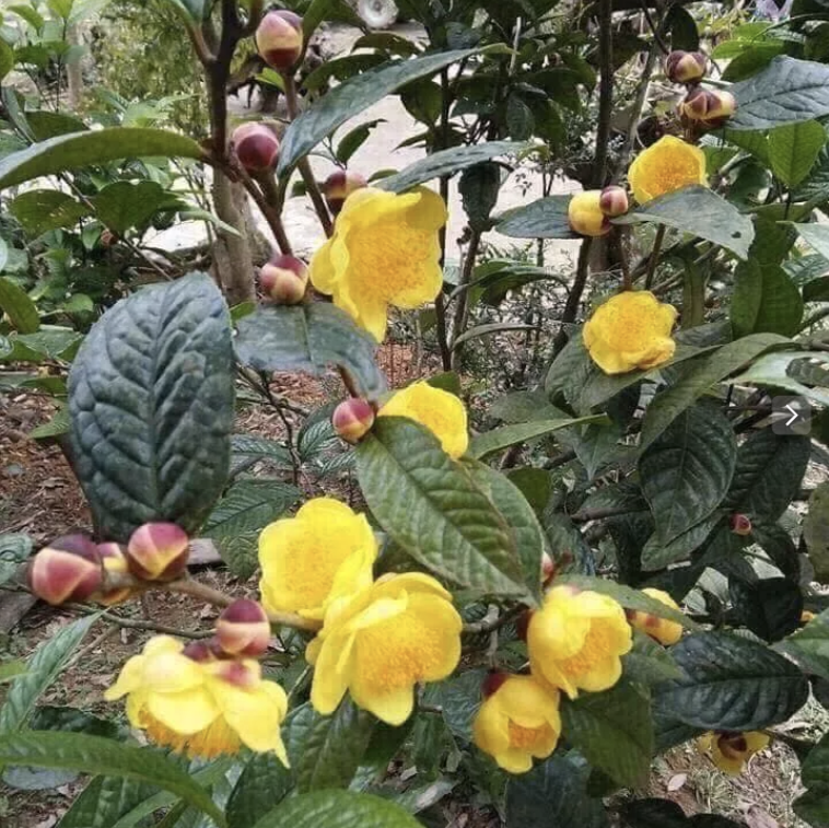 Саджанець золотистої камелії